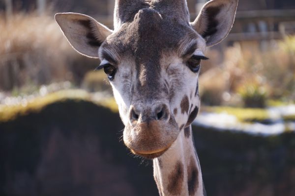 自然, 動物, 野生動物, 野生, 動物園, 見る