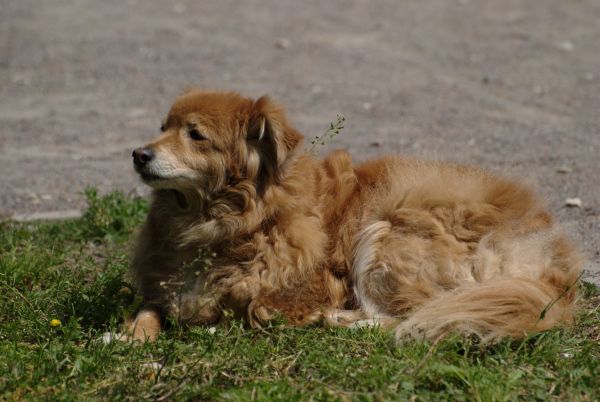 chien,animal,animal de compagnie,mammifère,Nikon,chiot