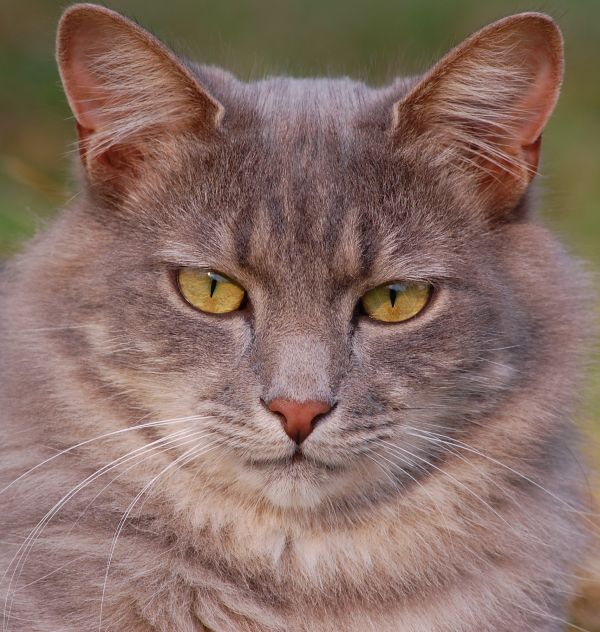 ペット,毛皮,野生動物,野生,ふわふわした,子猫