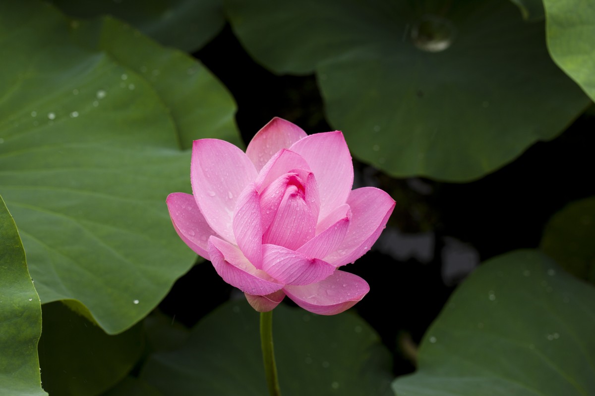 natur, växt, blad, blomma, kronblad, botanik, rosa, heliga lotus, vattenväxt, flora, växter, blommor, lotus, makrofotografering, blommande växt, damm växter, mark växt, lotus familjen, proteaordningen