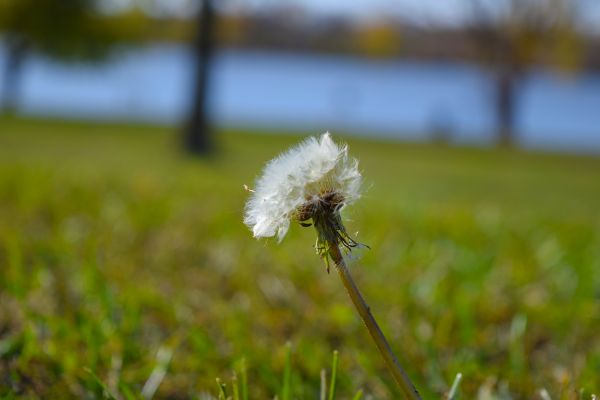 natureza, grama, Flor, crescimento, plantar, árvore