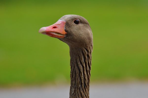 Natur,Vogel,Tier,Tierwelt,Schnabel,Feder