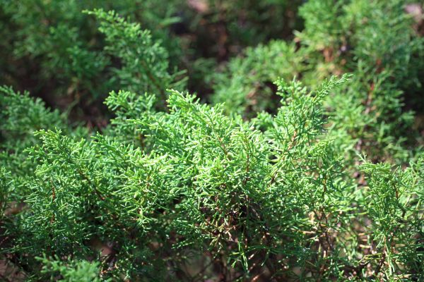 tree,plant,leaf,flower,pattern,moss