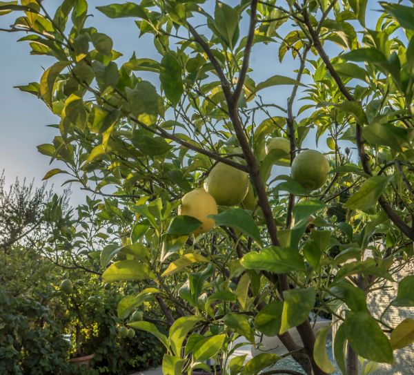 tre, natur, gren, anlegg, frukt, himmel