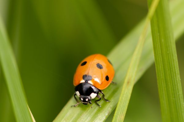 Natur,blühen,Fotografie,Blume,süß,blühen