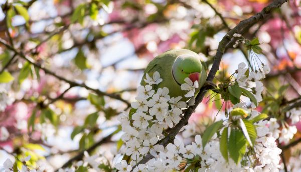 naturaleza, rama, pájaro, ala, árbol, flor