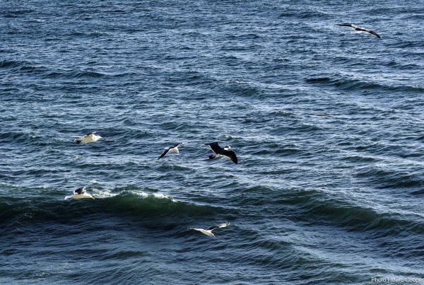 mare,ocean,val,păsări,pescarusi,Imagine rece