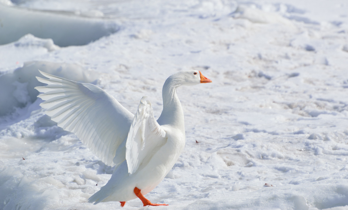 la nature, neige, hiver, oiseau, aile, la glace, le bec, Arctique, saison, échassier, cygne, oie, vertébré, Sauvagine, oiseau d'eau, toundra, Oie des neiges, Canards oies et cygnes