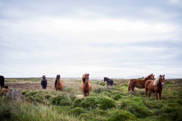 panorama, costa, campo, pradaria, animal, mar