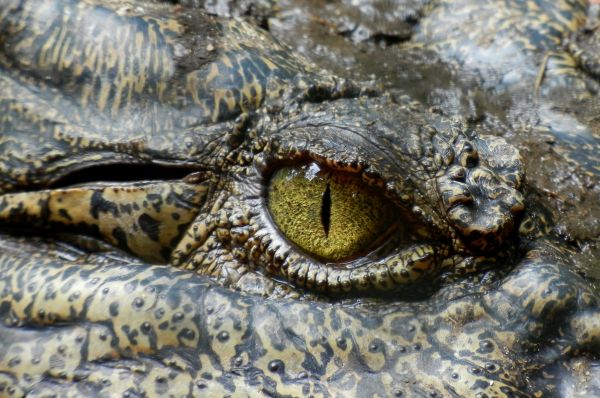 natură,animal,animale sălbatice,târâtoare,iguană,faună