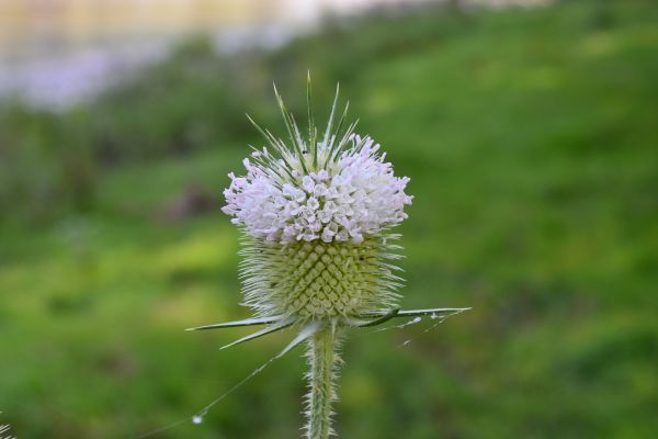 Natur,Gras,Pflanze,Wiese,Prärie,Samen