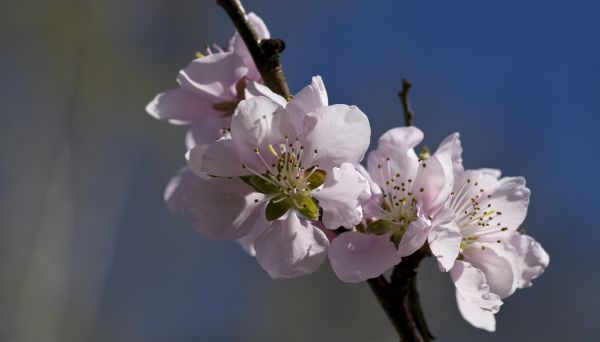 rama,flor,planta,flor,pétalo,primavera