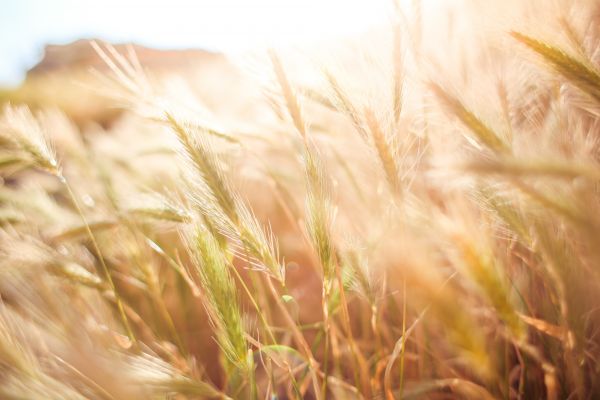 landscape,grass,creative,plant,field,barley