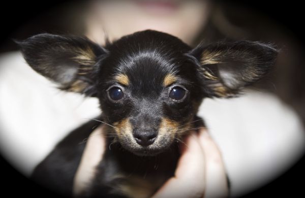 cachorro,cachorro,mamífero,Preto,fechar-se,Bigodes