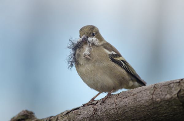 Příroda,pták,zvěř a rostlinstvo,zobák,fauna,obratlovců