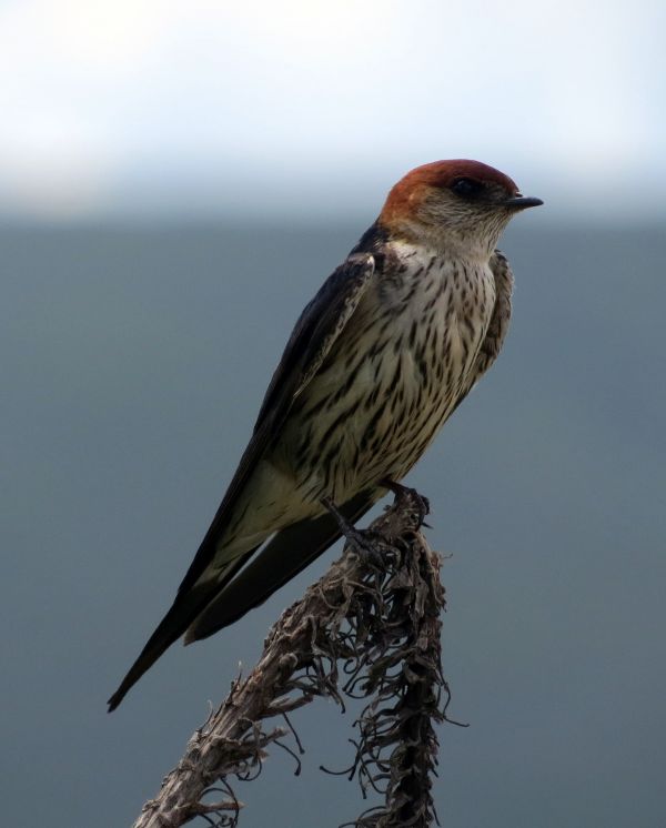 nature, branch, bird, wing, animal, wildlife