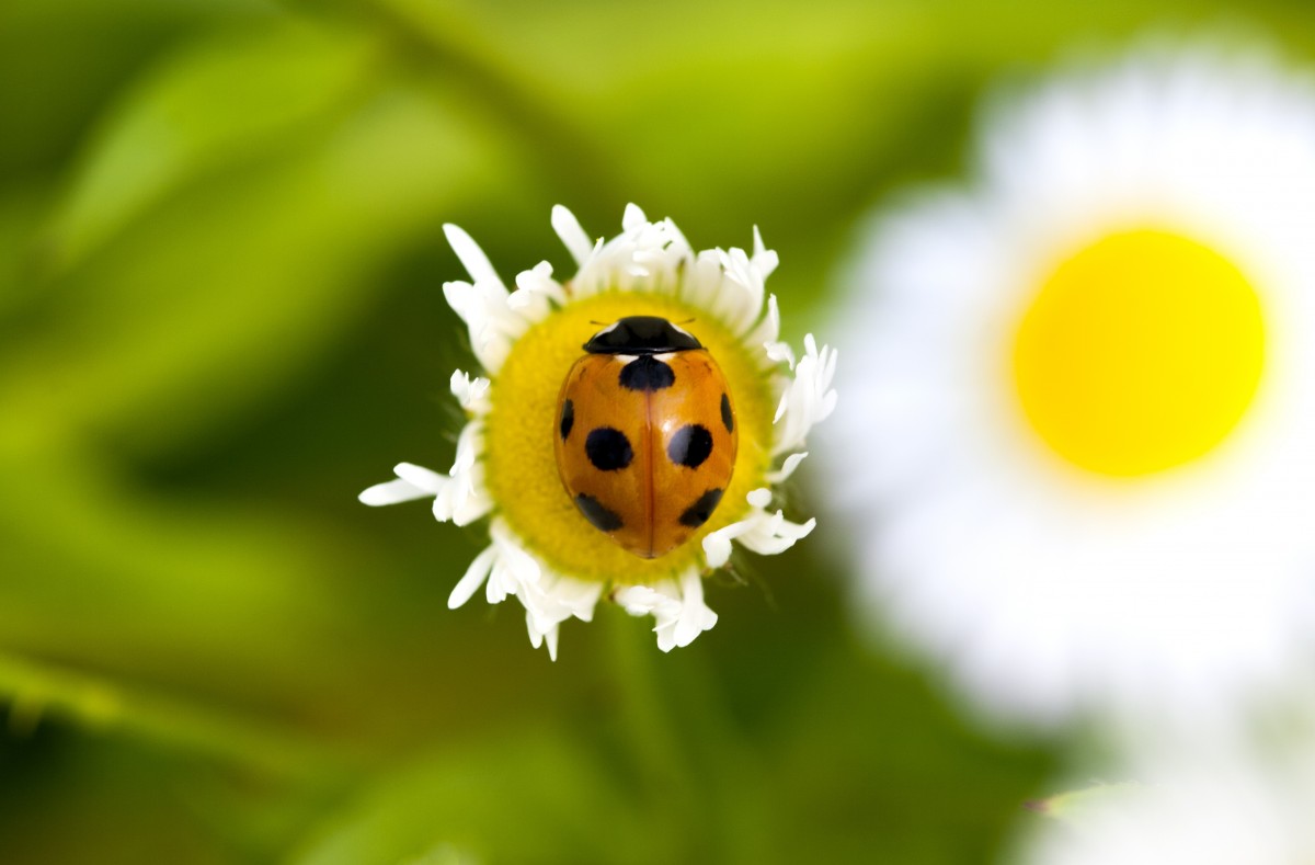 paysage, la nature, de plein air, plante, la photographie, Prairie, pissenlit, feuille, fleur, pétale, piscine, pollen, vert, insecte, jaune, flore, faune, coccinelle, les plantes, invertébré, Fleur sauvage, fleurs, fermer, abeille, ressentir, grappe, fleurs de printemps, nectar, punaises, obsession, Macrophotographie, fleurs blanches, Tabitha, plante à fleurs, Famille de marguerites, Fleur de pissenlit, petite fleur, Coccinelles coccinelles, Pulkkot, Plante terrestre, Papillons et papillons