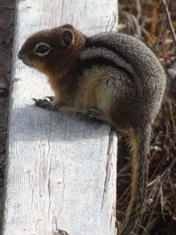 vertebrado, mamífero, esquilo, Esquilo de raposa, ground squirrels, Animal terrestre