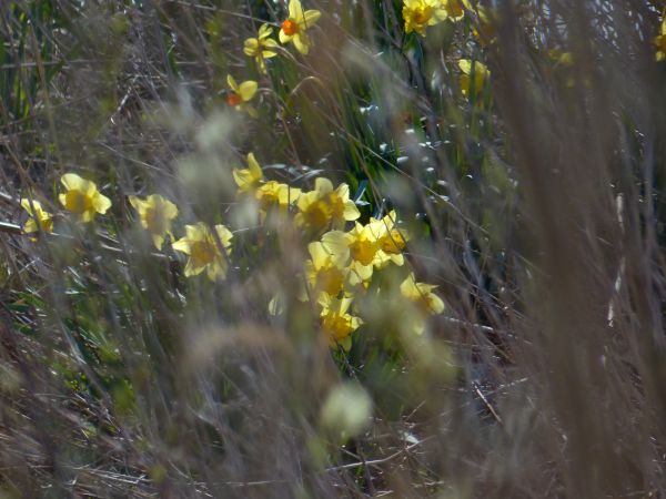 natur,græs,plante,eng,prærie,sollys