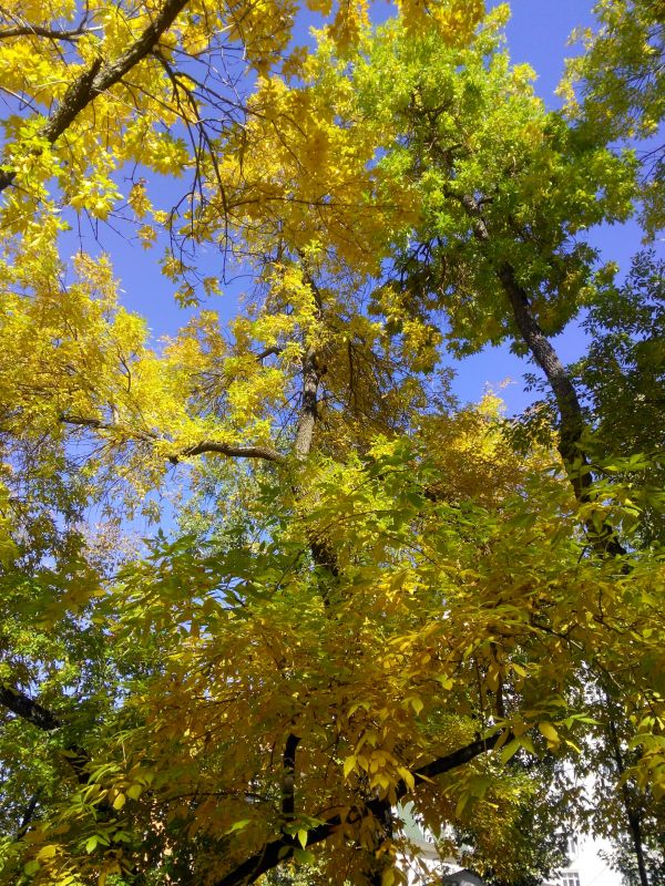 arbre, forêt, branche, plante, lumière du soleil, feuille