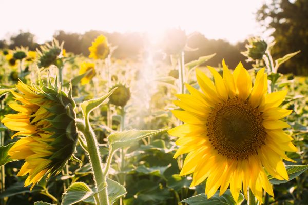 planta,campo,flor,botánica,amarillo,prado