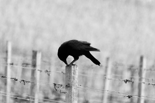 la nature,oiseau,aile,clôture,noir et blanc,câble