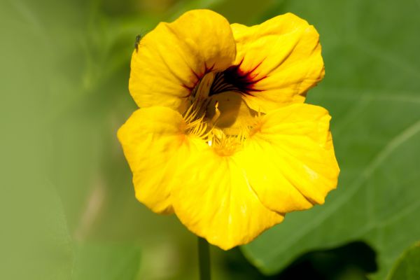 Flor,plantar,flor,pétala,natureza,fotografia