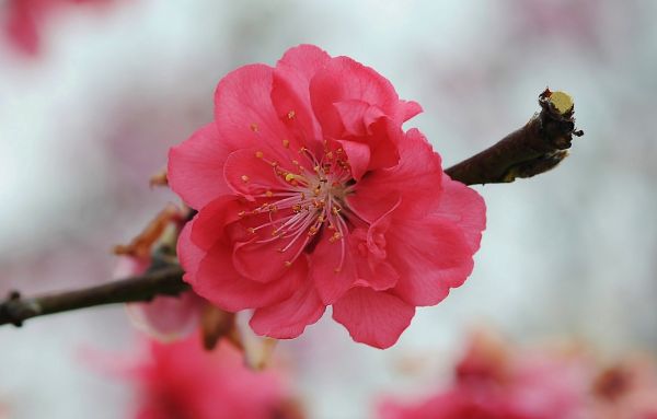 开花,厂,摄影,花,科,水果