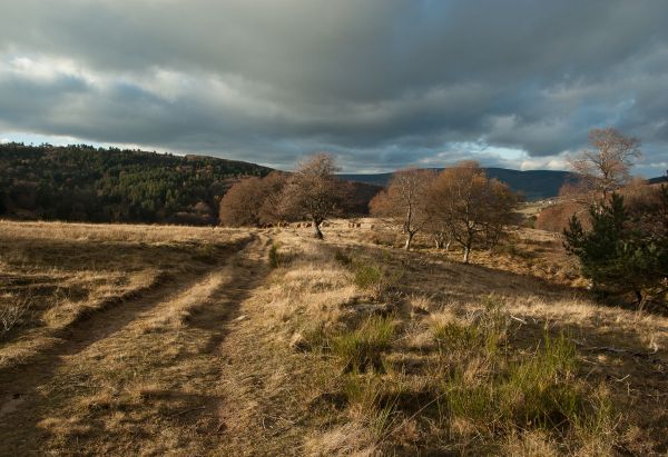 landskab, træ, natur, sti, græs, klippe