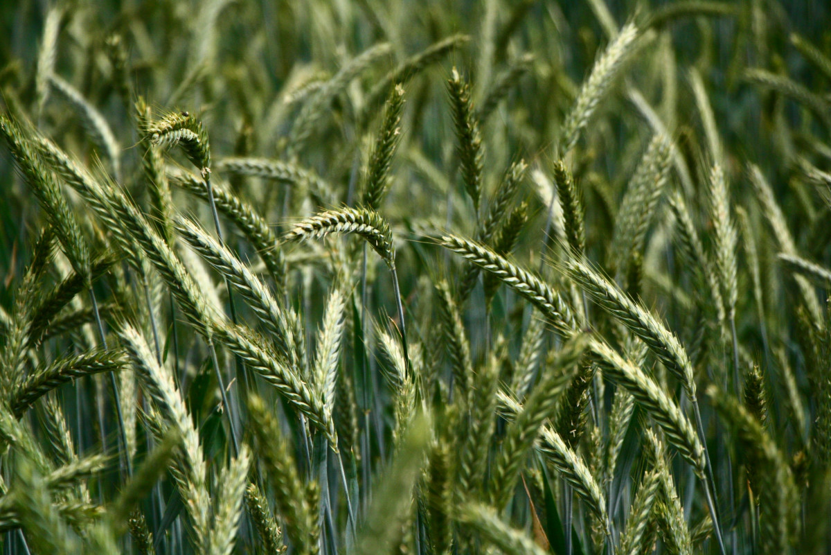 naturaleza, césped, planta, campo, prado, cebada, trigo, comida, verde, cultivo, agricultura, cereal, centeno, planta floreciendo, mercancía, Kolos, Triticale, Hordeum, Familia de la hierba, Tallo de la planta, Planta de tierra, comida de granos, Trigo einkorn