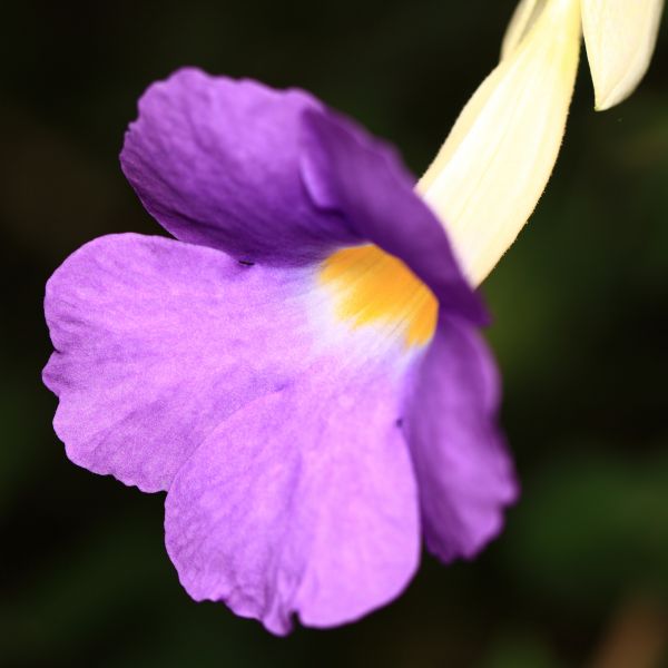 flor,planta,flor,pétalo,alto,macro