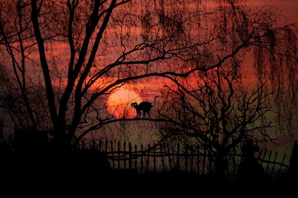 arbre,branche,silhouette,clôture,ciel,lever du soleil