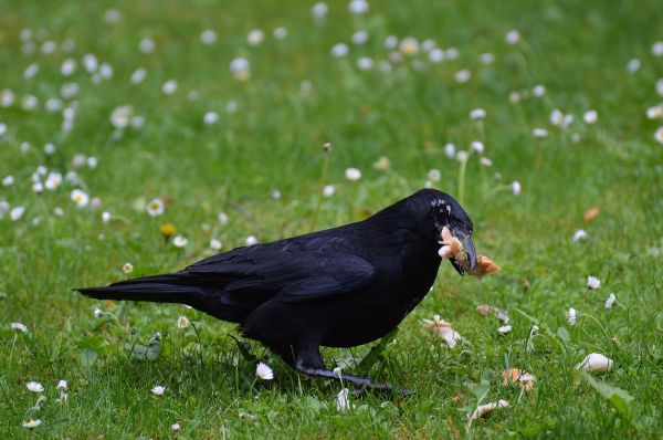 natuur, vogel, vleugel, vlieg, wildlife, groen