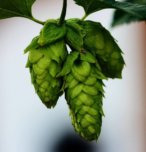 natuur,fabriek,bloem,wijnstok,blad,zomer