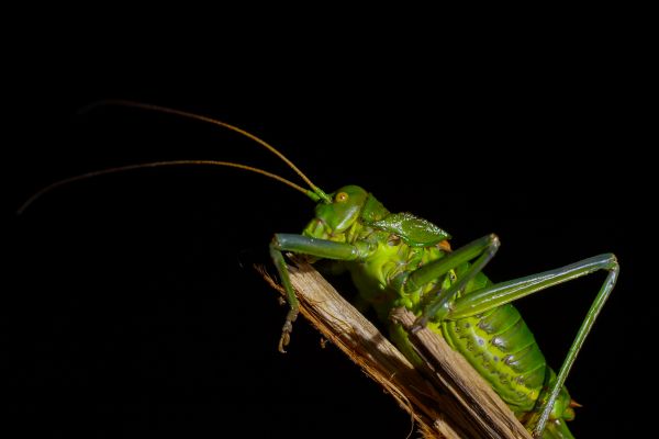 alam,fotografi,hijau,serangga,makro,fauna