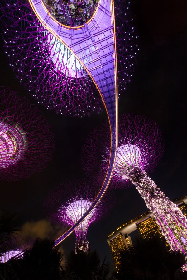 light, architecture, skyline, night, water, flower