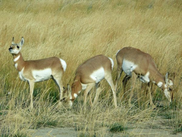 natuur, gras, weide, prairie, dier, wildlife