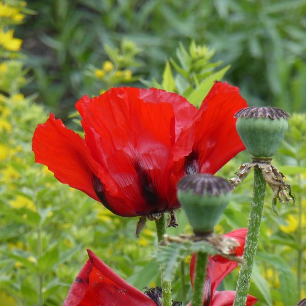 natuur, bloesem, fabriek, veld-, bloem, bloemblad