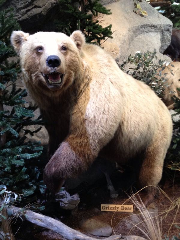 fauna silvestre,animal,oso,Zoo,museo,mamífero