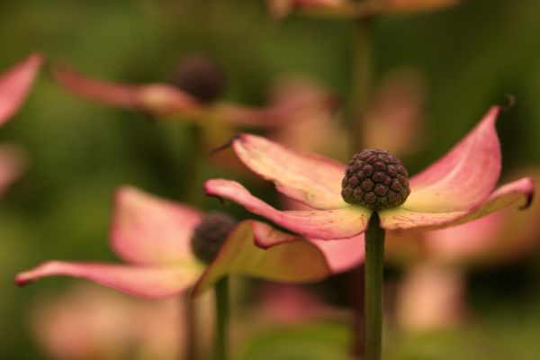 la nature, fleur, plante, route, la photographie, framboise