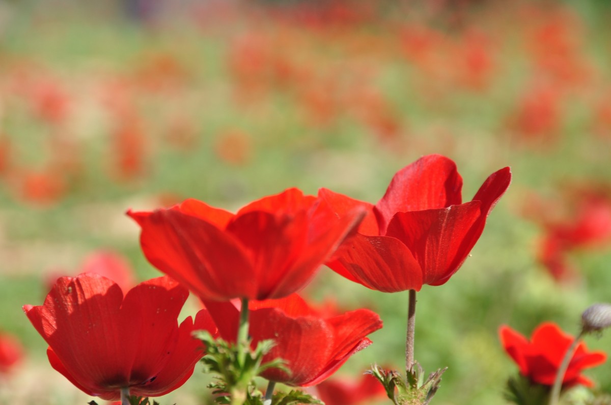 luonto, ulko-, kukka, kasvi, ala, kukka, terälehti, kukka-, tulppaani, kevät, punainen, tuore, kukoistava, kasvisto, wildflower, unikko, coquelicot, makrokuvaus, kasvi, yksivuotiset kasvit, land kasvi, unikko perhe