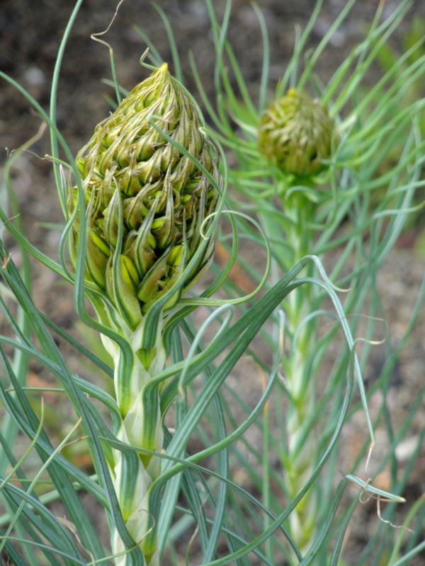 anlegg,blomst,produsere,avling,botanikk,flora