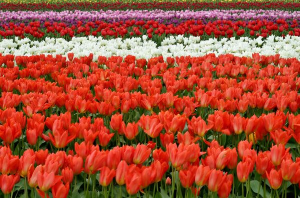 fleur,plante,champ,ferme,violet,pétale