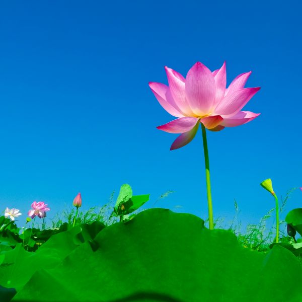 naturaleza,flor,planta,campo,prado,cielo