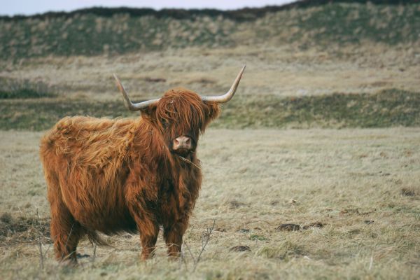 grama,campo,Prado,pradaria,animais selvagens,chifre