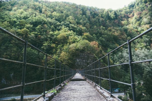 hutan, jalur, jembatan, jembatan gantung, gunung, perspektif