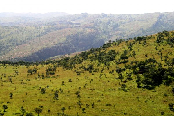 montaña,campo,árbol,bosque,césped,desierto