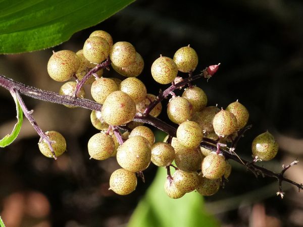 puu, luonto, metsä, ulko-, haara, kukka