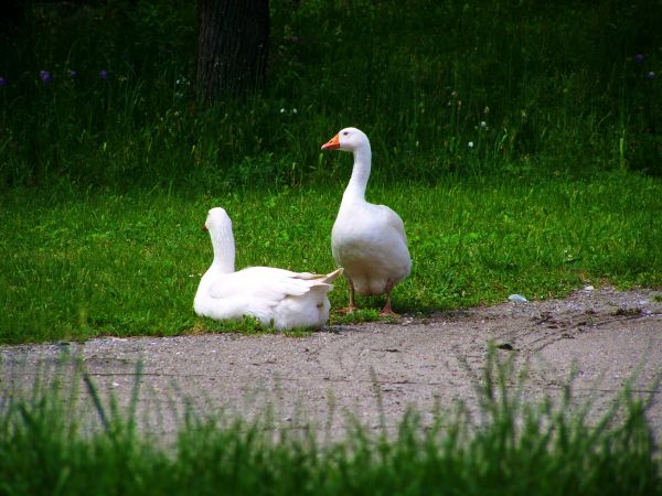 natur,gräs,fågel,vilda djur och växter,gräsmatta,grön