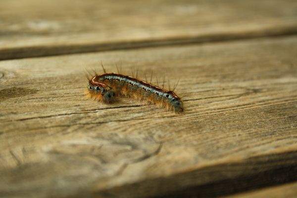 Příroda, zvíře, zvěř a rostlinstvo, načechraný, hmyz, makro